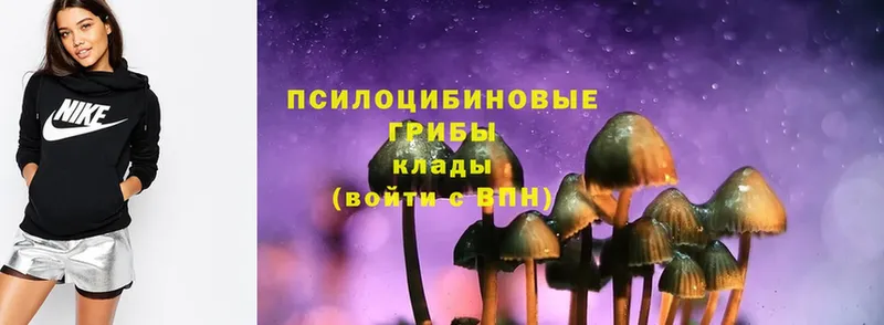 Псилоцибиновые грибы Psilocybe  Амурск 